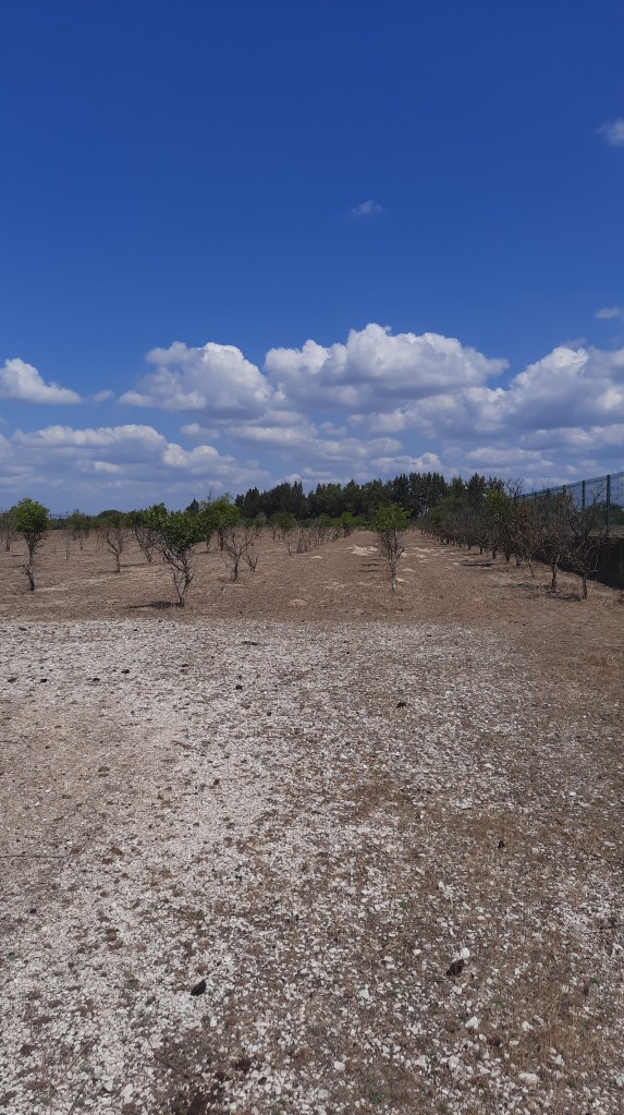 Lote de Terreno&nbsp;Urbano